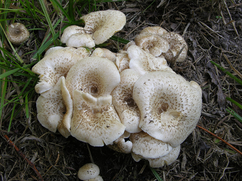 Lentinus tigrinus (Bull.) Fr